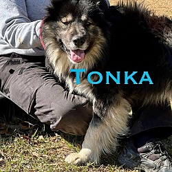 Photo of Tonka (1200 moreland)
