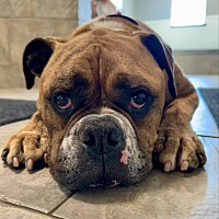 adopt a pet