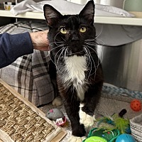 adopt a pet