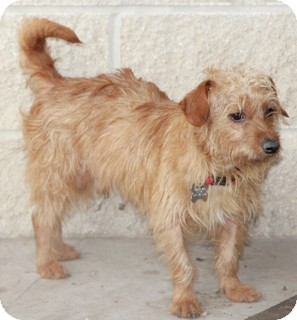 wire haired cairn terrier