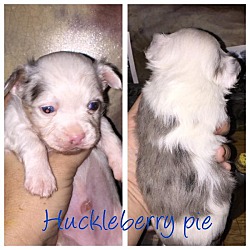 Thumbnail photo of Huck (Huckleberry Pie) #1