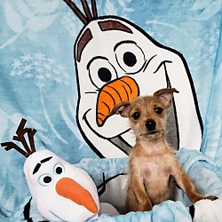 Thumbnail photo of Olaf #3