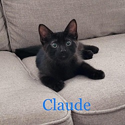 Photo of Claude