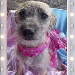 Photo of BOMBON