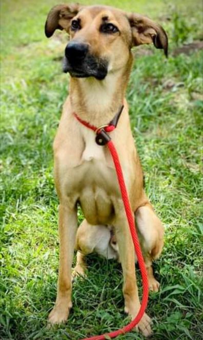 Dog for adoption - Tucker, a Mixed Breed in Deerfield, WI