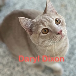Photo of DARYL DIXON Kitten