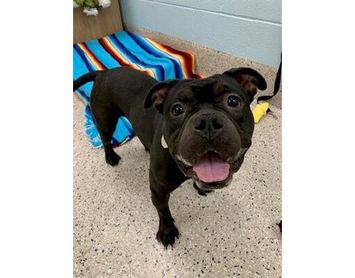 Brighton, CO - English Bulldog. Meet *POTATO TORNADO a Pet for Adoption ...