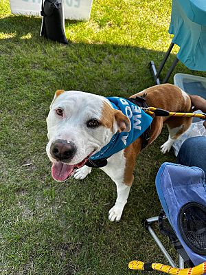 De Pere, WI - Mixed Breed (Medium). Meet Rodeo a Pet for Adoption ...