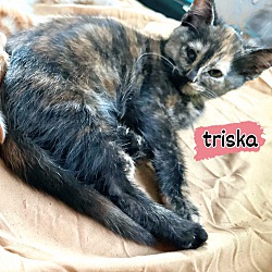 Thumbnail photo of Triska #3