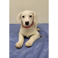 adopt-pet