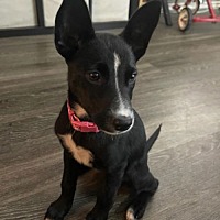 adopt a pet