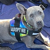 adopt a pet