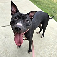 adopt a pet