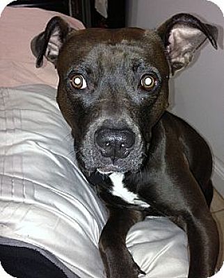 Bellflower, CA - American Staffordshire Terrier/Pit Bull Terrier. Meet ...