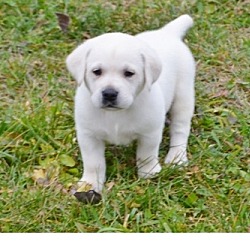 Photo of Labrador Retriever pups
