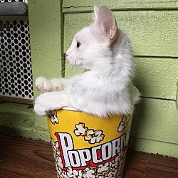 Thumbnail photo of Popcorn #3