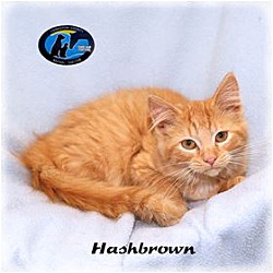 Thumbnail photo of Hashbrown #2