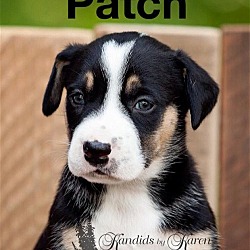 Thumbnail photo of Patch #2