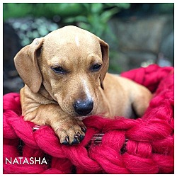 Thumbnail photo of NATASHA #2