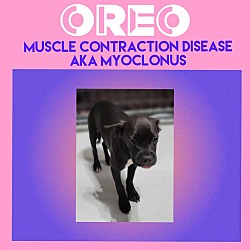 Thumbnail photo of Oreo #4
