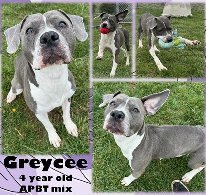 Thumbnail photo of Greycee #1