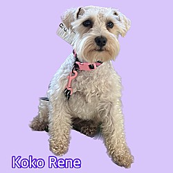 Photo of Koko Rene