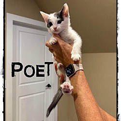 Photo of Poet