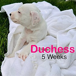 Thumbnail photo of Duchess #2