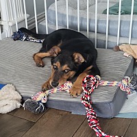 adopt a pet