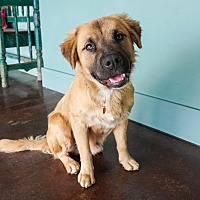 adopt a pet