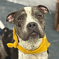 adopt a pet