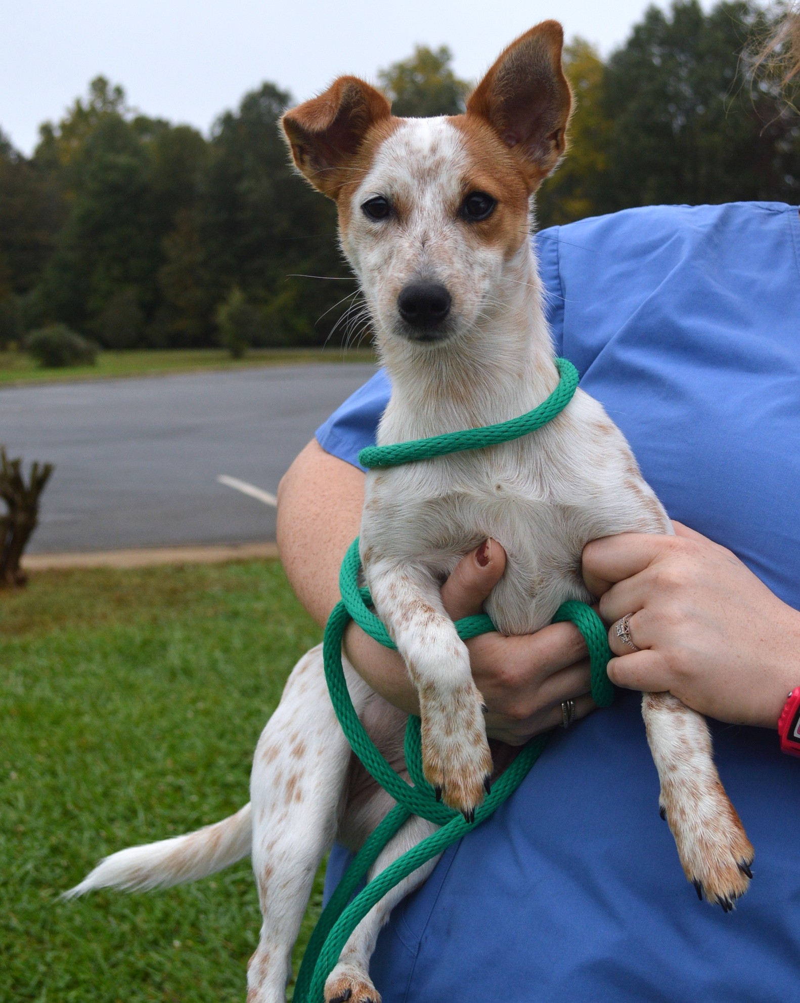 blue heeler jack russell mix