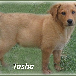 Thumbnail photo of Tasha #2