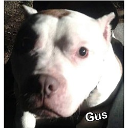 Photo of Gus
