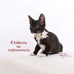 Thumbnail photo of Chimera #1