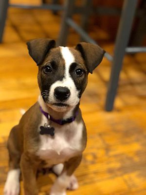 Pittsburgh Pa Boxer Meet Boomerang A Pet For Adoption