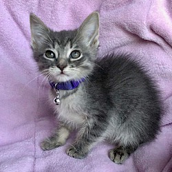Thumbnail photo of Tabitha  (Bewitched Kittens) #2