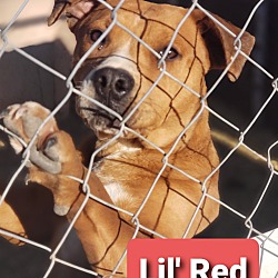 Photo of Lil' Red