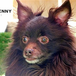 Thumbnail photo of Benny (Ritzy-GrandPaws) #4