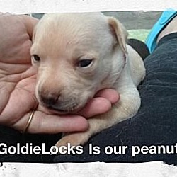 Thumbnail photo of Goldie Locks #4