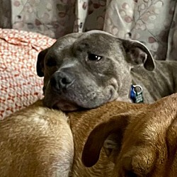 Photo of Cassius