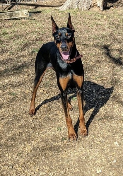 Grand Prairie, TX - Doberman Pinscher. Meet Kiley a Pet for Adoption ...