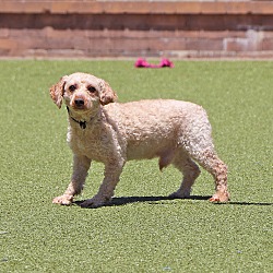 Photo of Sparky
