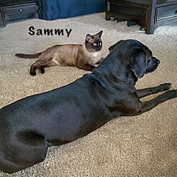 Thumbnail photo of Sammy #4