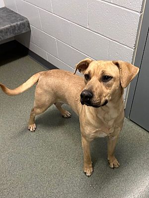 Topeka, KS - Labrador Retriever. Meet Iverson a Pet for Adoption ...