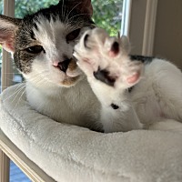 adopt a pet