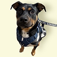 adopt a pet