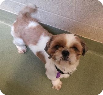 Parma Oh Shih Tzu Meet 21 Nighthawk A Pet For Adoption