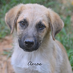 Thumbnail photo of Amos~adopted! #2