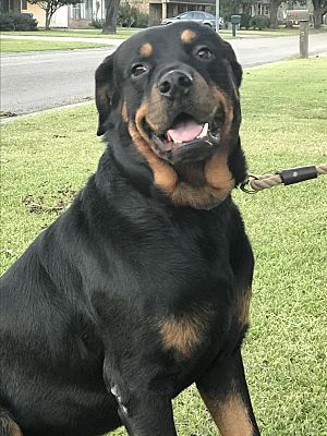 Shreveport La Rottweiler Meet Rock A Pet For Adoption